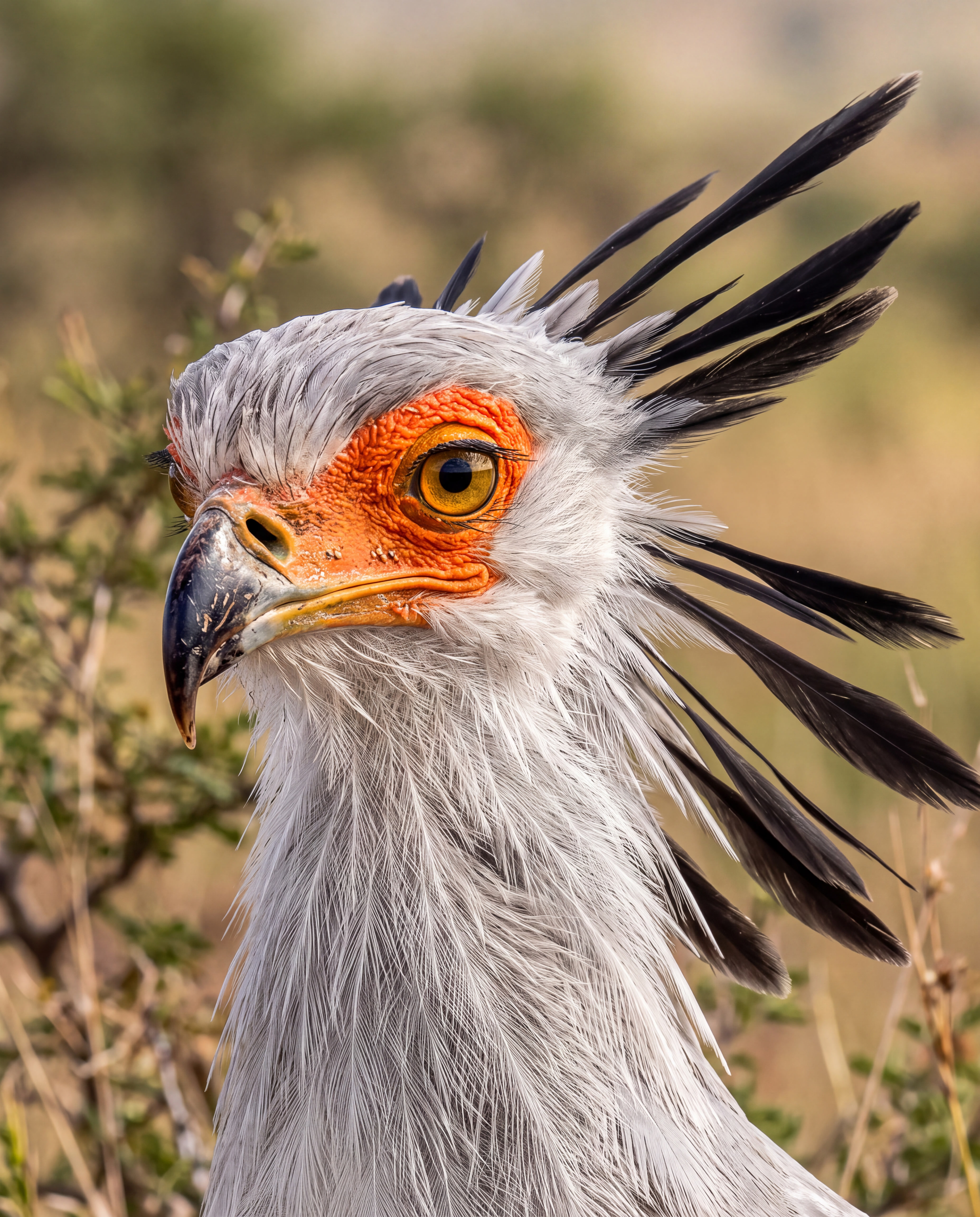 Extreme close-up ultra-photorealistic wildlife portrait of an adult secretary bird